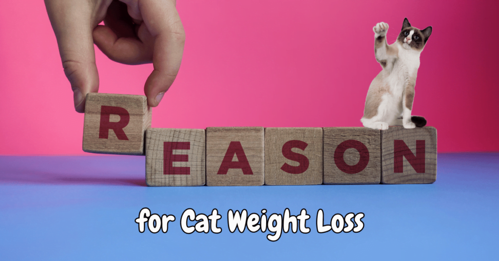 Cat Losing Weight Featured image