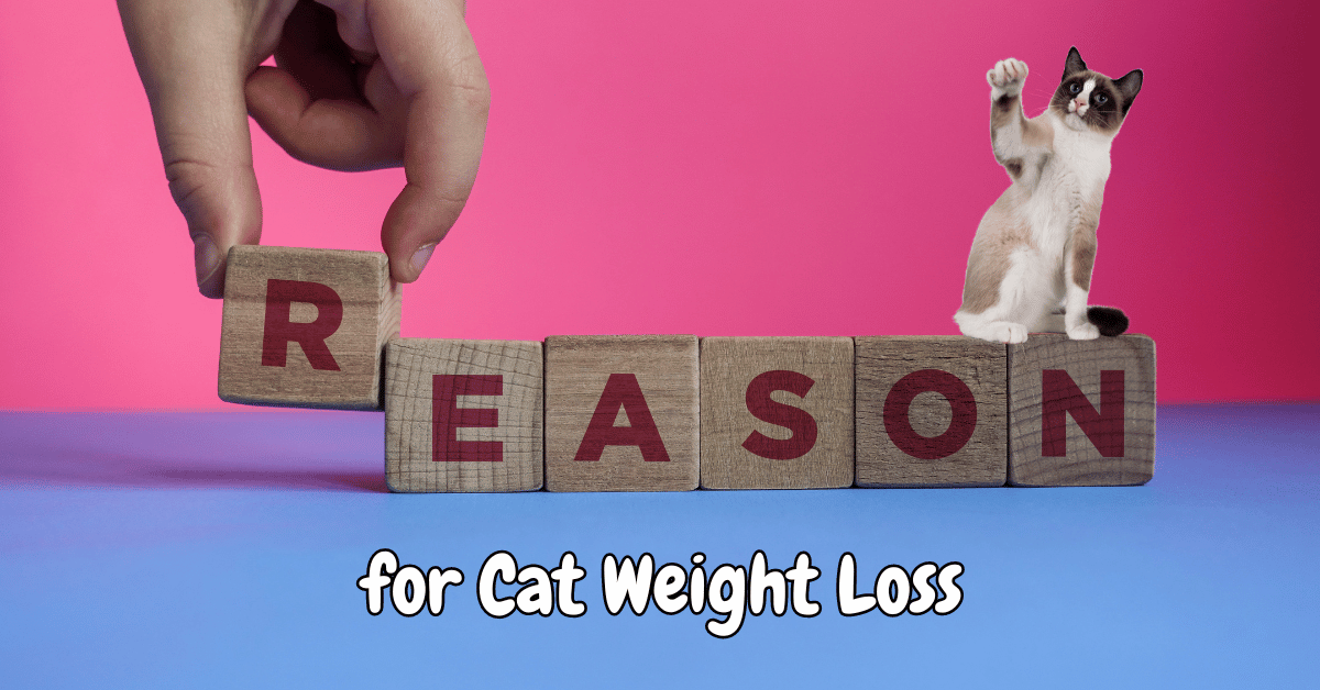 Why Is My Cat Losing Weight? A Detailed Look at the Top 16 Reasons