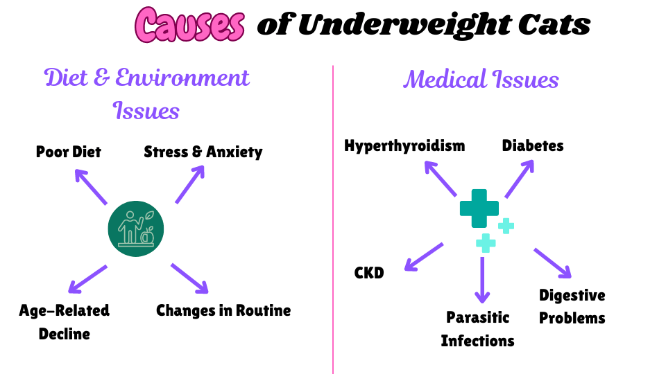 Causes of Underweight Cats split between medical, diet and environmental issues