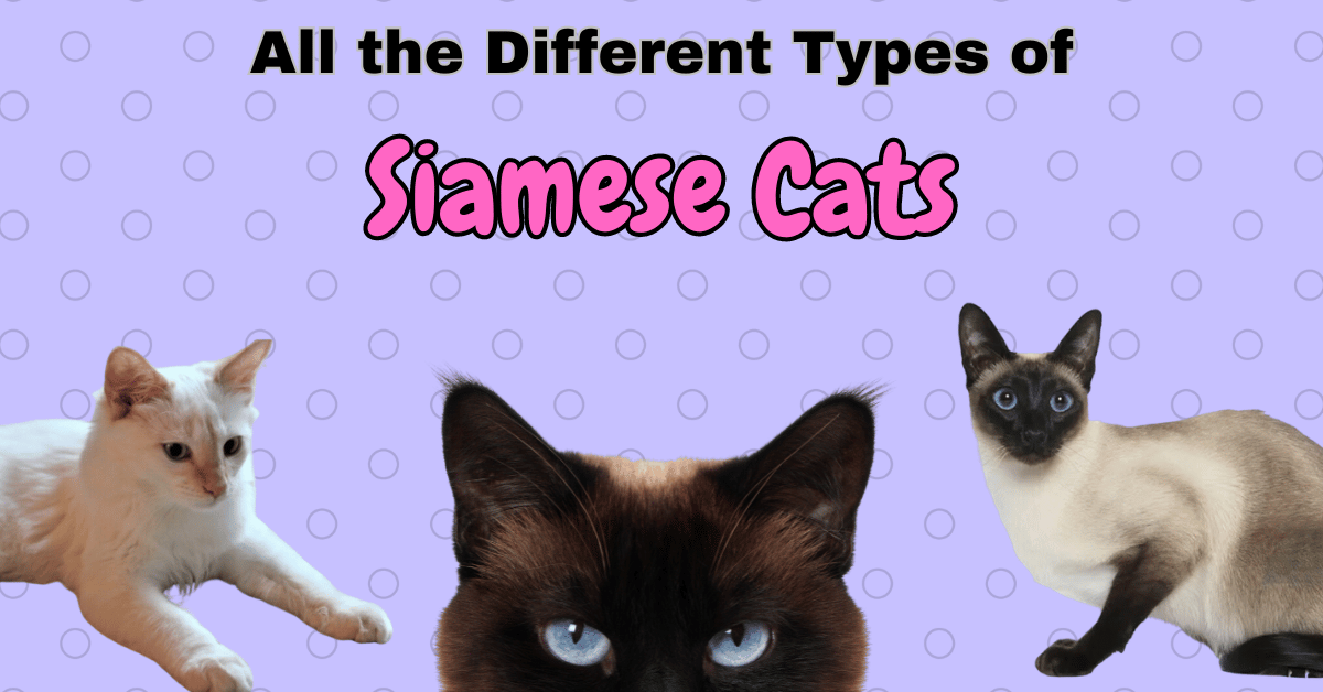 Meet All Types of Siamese Cats: From Traditional to Modern Varieties