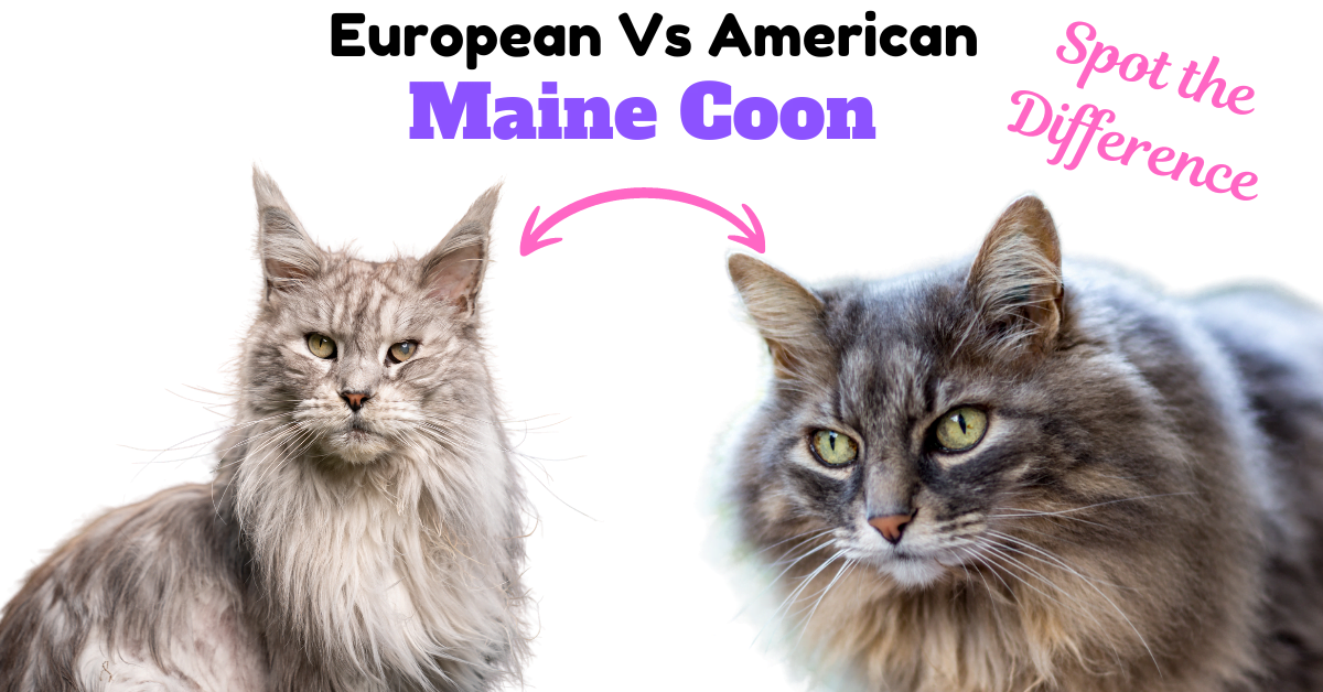 European vs American Maine Coon Cat: Spotting the Differences