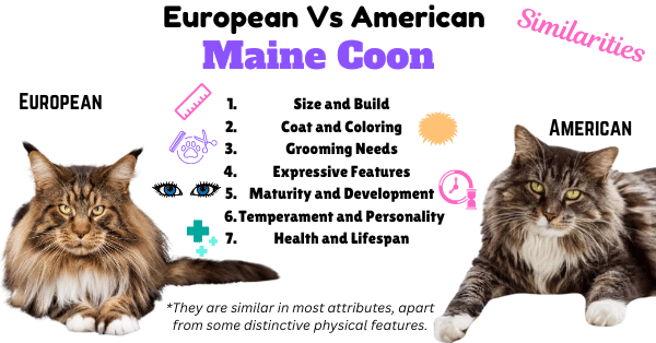 Graphic showing Comparison European vs American Maine Coon Cat Similarities