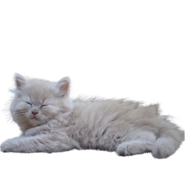 Grey Munchkin Cat Image
