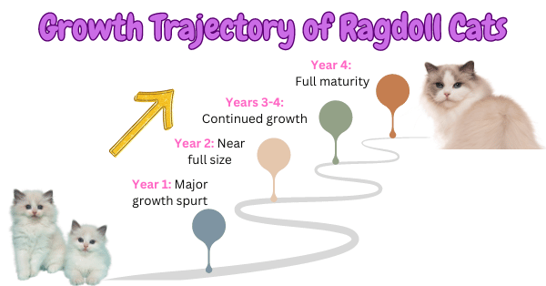 Growth Trajectory of Ragdoll Cats Visual