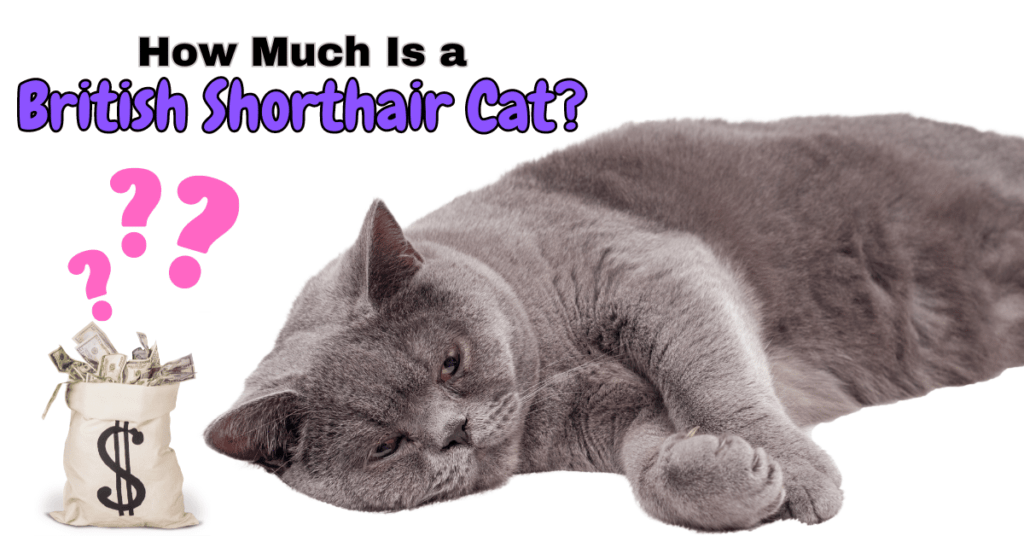 How much is a British Shorthair cat featured image