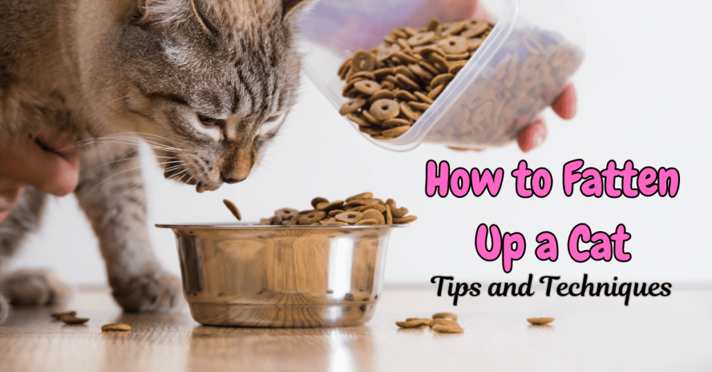 How to Fatten up a Cat Featured Image