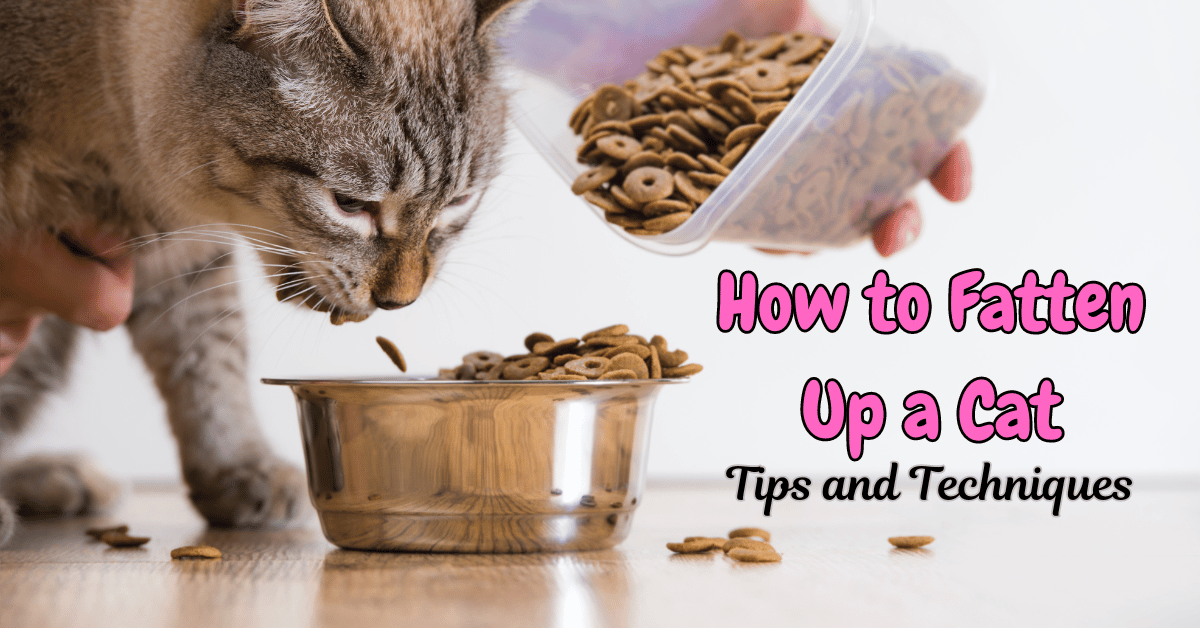 How Do You Fatten Up a Cat Safely and Effectively?