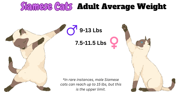 Image Representation of Average Adult Weights for Siamese Cats