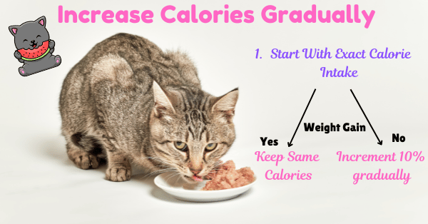 Image Showing a simple process of how many calories to give to fatten up a cat