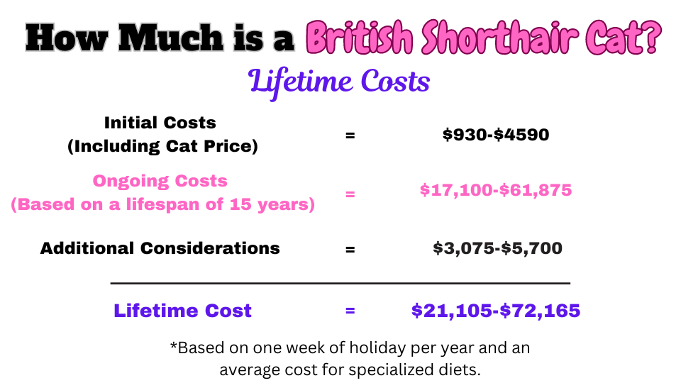 Image Showing how much is the lifetime cost of getting a British Shorthair cat