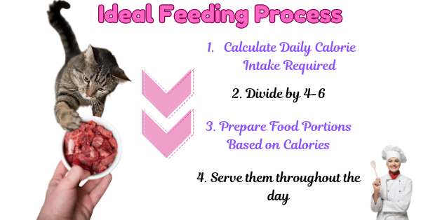 Image Illustrating Optimal Feeding Strategy to Distribute Calories Throughout the Day for Healthy Weight Gain