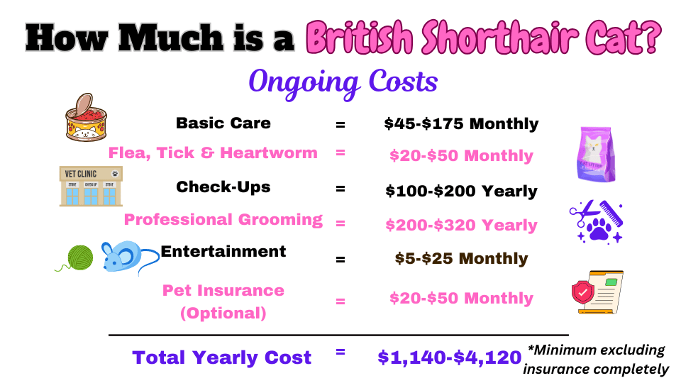 Image Showing the ongoing  costs of getting a British Shorthair cat