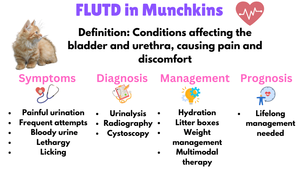 Image Showing the symptoms, diagnosis, management and prognosis of FLUTD in Munchkin Cats