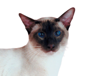 Image closeup of a wedgehead Siamese Cat