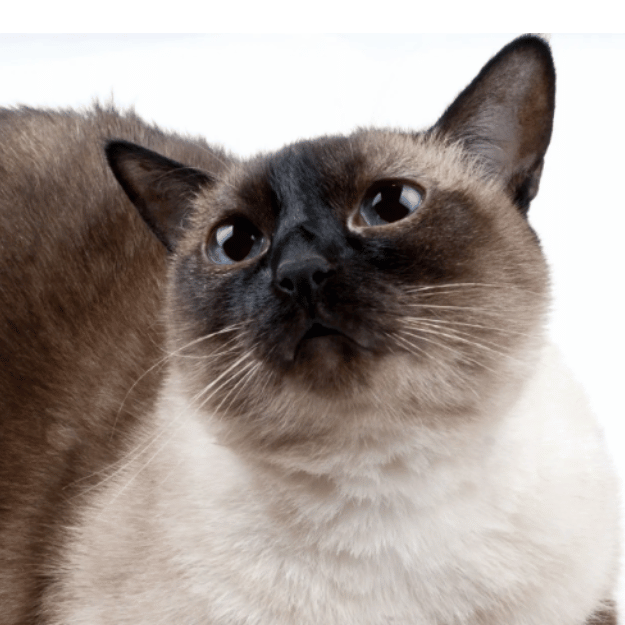 Image closeup of an Applehead Siamese Cat