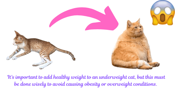 Image illustrating the importance of safely adding healthy weight to underweight cats, emphasizing the need for careful monitoring to prevent overweight conditions.