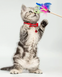 Image of a British Shorthair Cat Playing