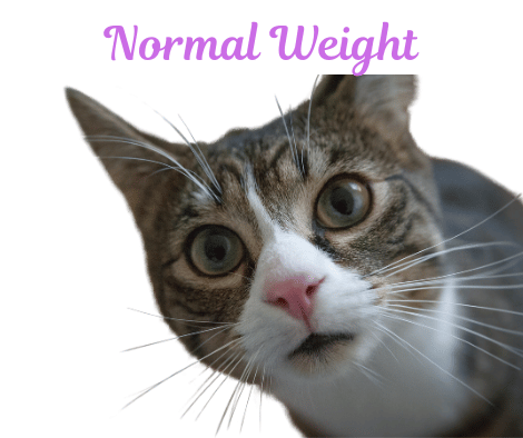 Image of a cat with an Normal fBMI