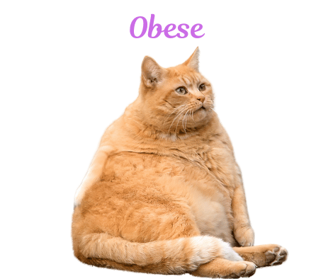 Image of a cat with an Obese fBMI
