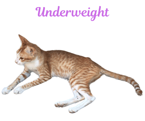 Image of a cat with an Underweight fBMI