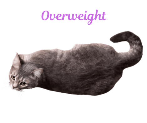 Image of a cat with an overweight fBMI