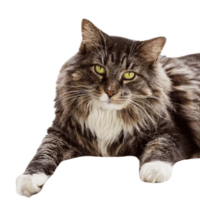 Image of an American Maine Coon showing the distinctive facial characteristics.