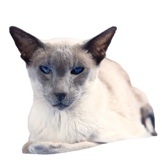 Image of an Blue Point Siamese as one of the types of Siamese Cats