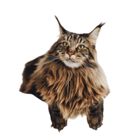 Image of a European Maine Coon showing the distinctive facial characteristics.