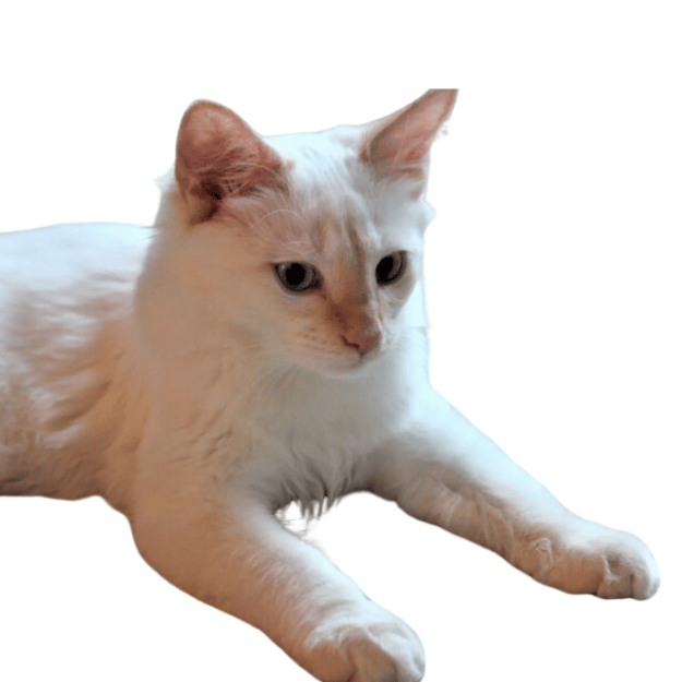 Image of an Flame Point Siamese as one of the types of Siamese Cats