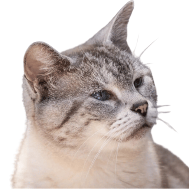 Image of an Lynx Point Siamese as one of the types of Siamese Cats