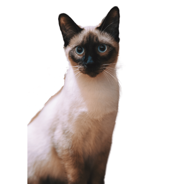 Image of a classic Siamese as one of the types of Siamese Cats