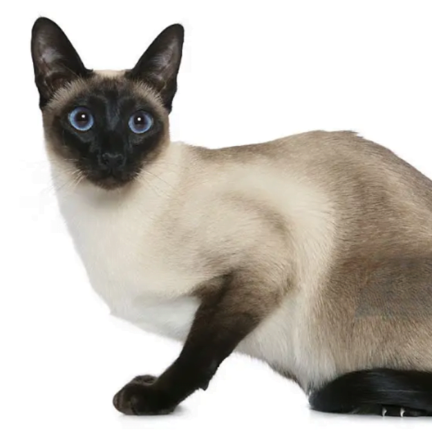 Image-of-an-old-style-Siamese-as-one-of-the most popular cat breeds in the US