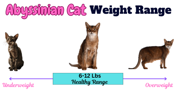 Image showing Abyssinian Cat ideal weight range