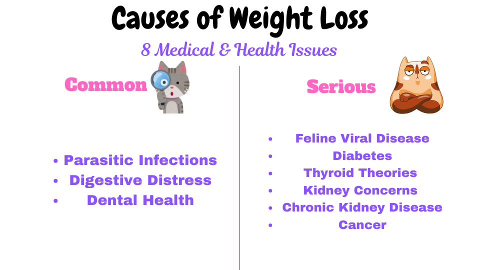 Image showing Health Issues Leading to Cat Weight Loss