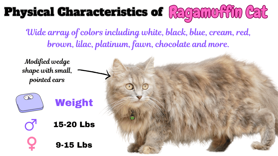 Image displaying several key physical characteristics of the Ragamuffin cat breed.