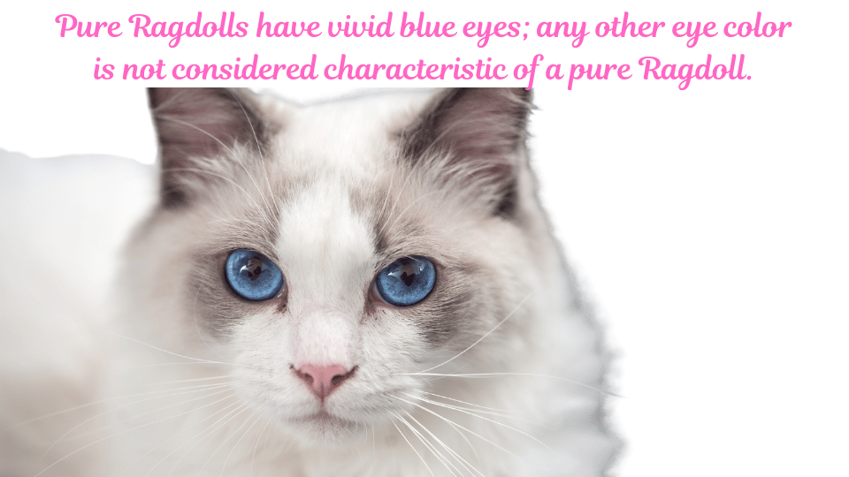 Image showing a pure Ragdoll cat with focus on their vivid blue eyes