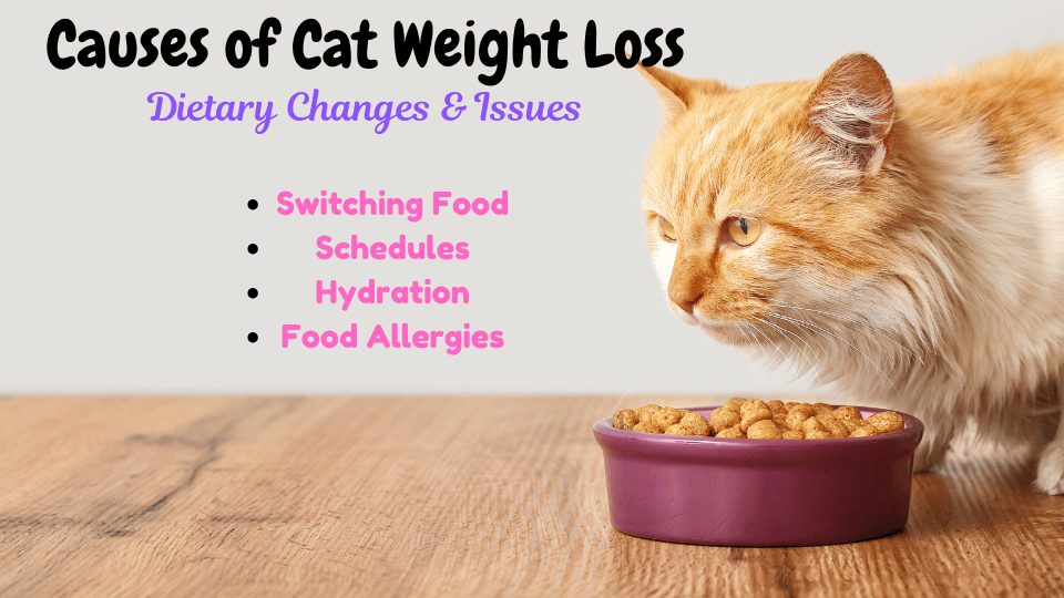 Image showing dietary Issues Leading to Cat Weight Loss