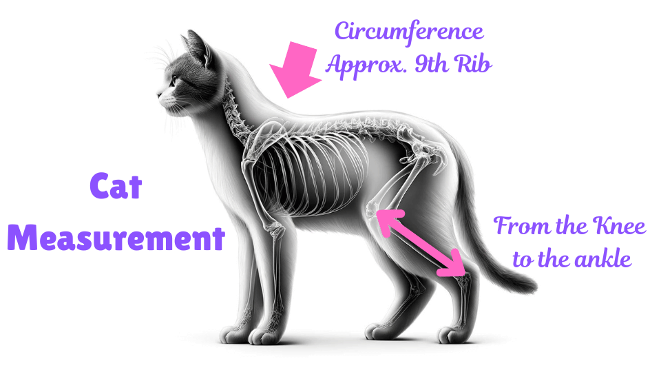 Image showing how to measure a cat to calculate BMI