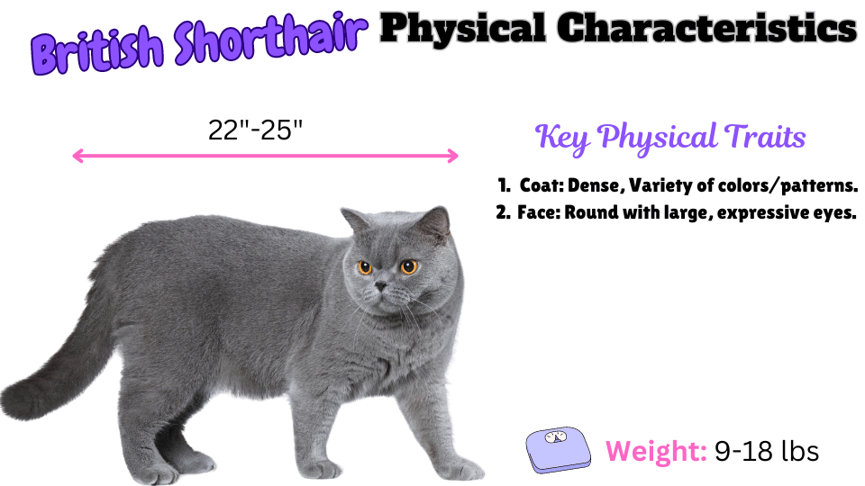 Image showing the British Shorthair Cat Breed Physical Characteristics