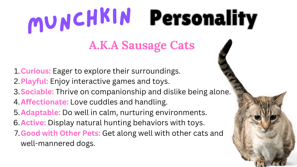 Image showing the Personality traits of the Munchkin Cat breed