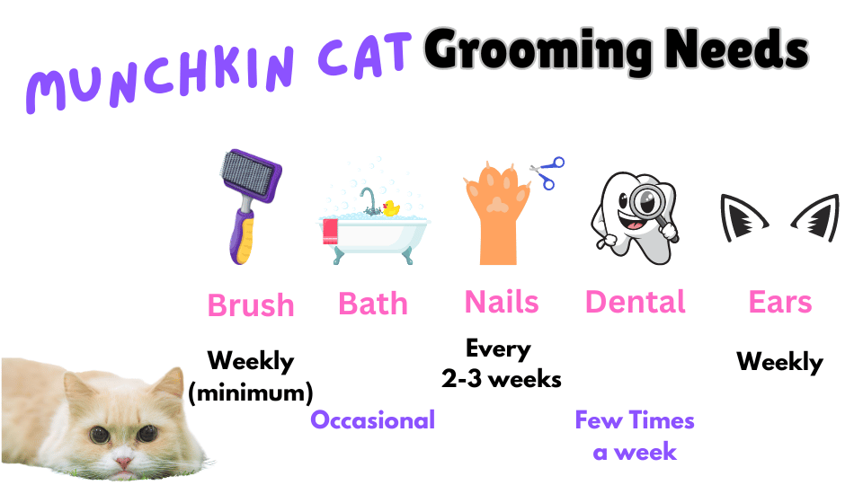 Image showing the grooming needs of the Munchkin Cat breed