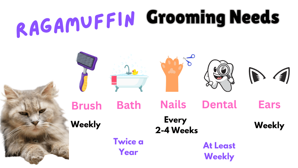 Image showing the grooming needs of the Ragamuffin Cat breed