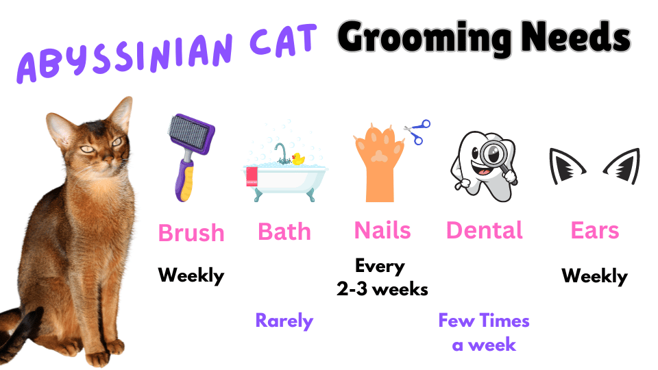 Image showing the grooming requirements of the Abyssinian Cat breed.