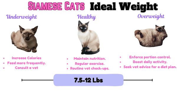 Infographic Displaying Healthy Weight Ranges for Siamese Cats