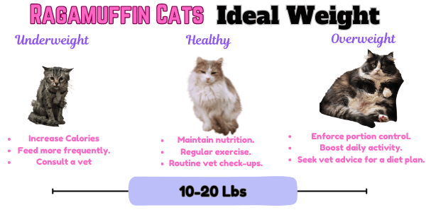 Infographic Displaying Healthy Weight Range for the Ragamuffin Cat Breed 