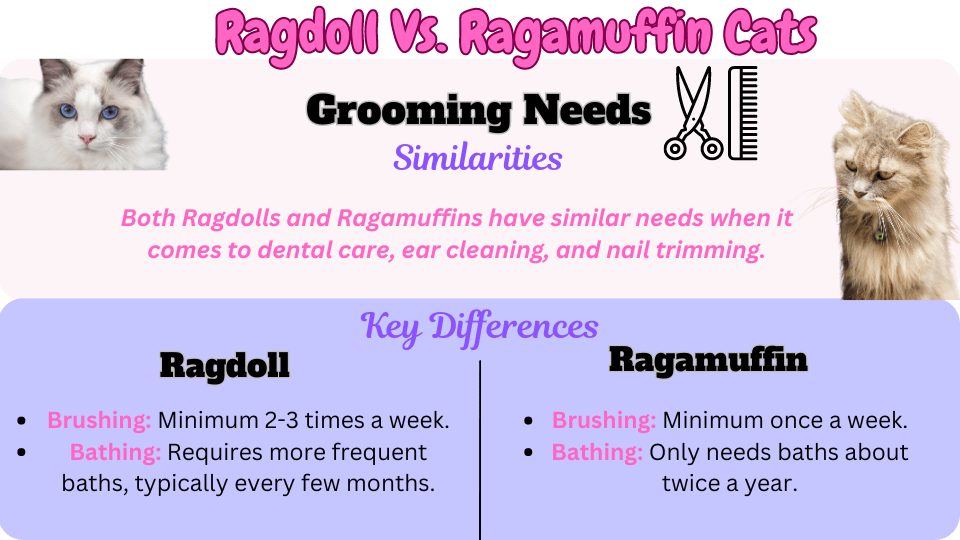 Infographic: Grooming Needs of Ragamuffin Vs Ragdoll cats