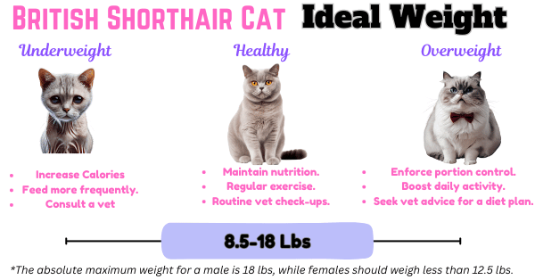 Infographic showing British Shorthair Cat adult healthy weight range and actions