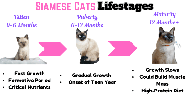 Infographic showing Siamese Cats different lifestages from kitten to maturity