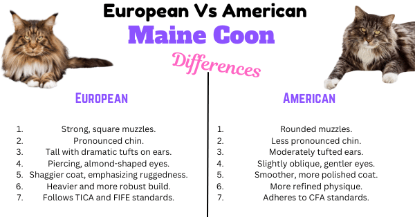 Infographic with the European vs American Maine Coon Cat Differences