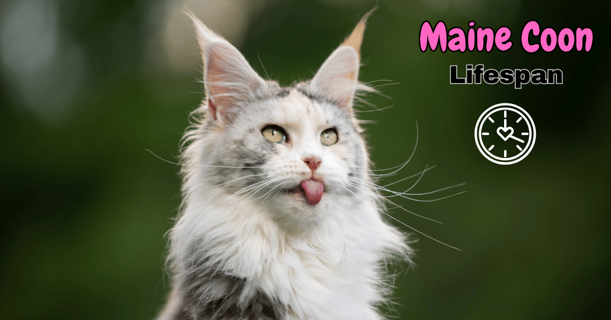 Lifespan of Maine Coon Cats Featured Post Image